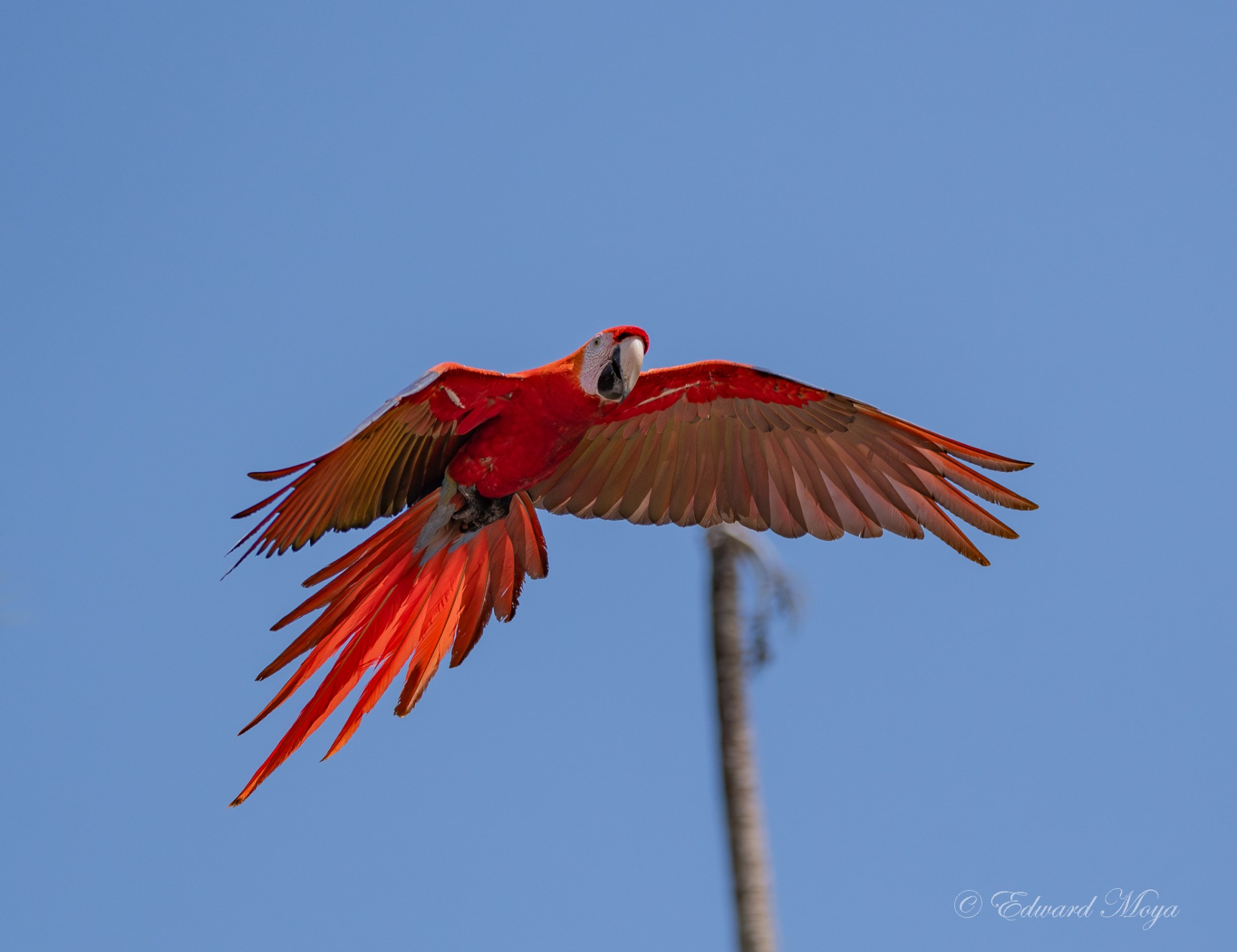 SCARLETT MACAW 