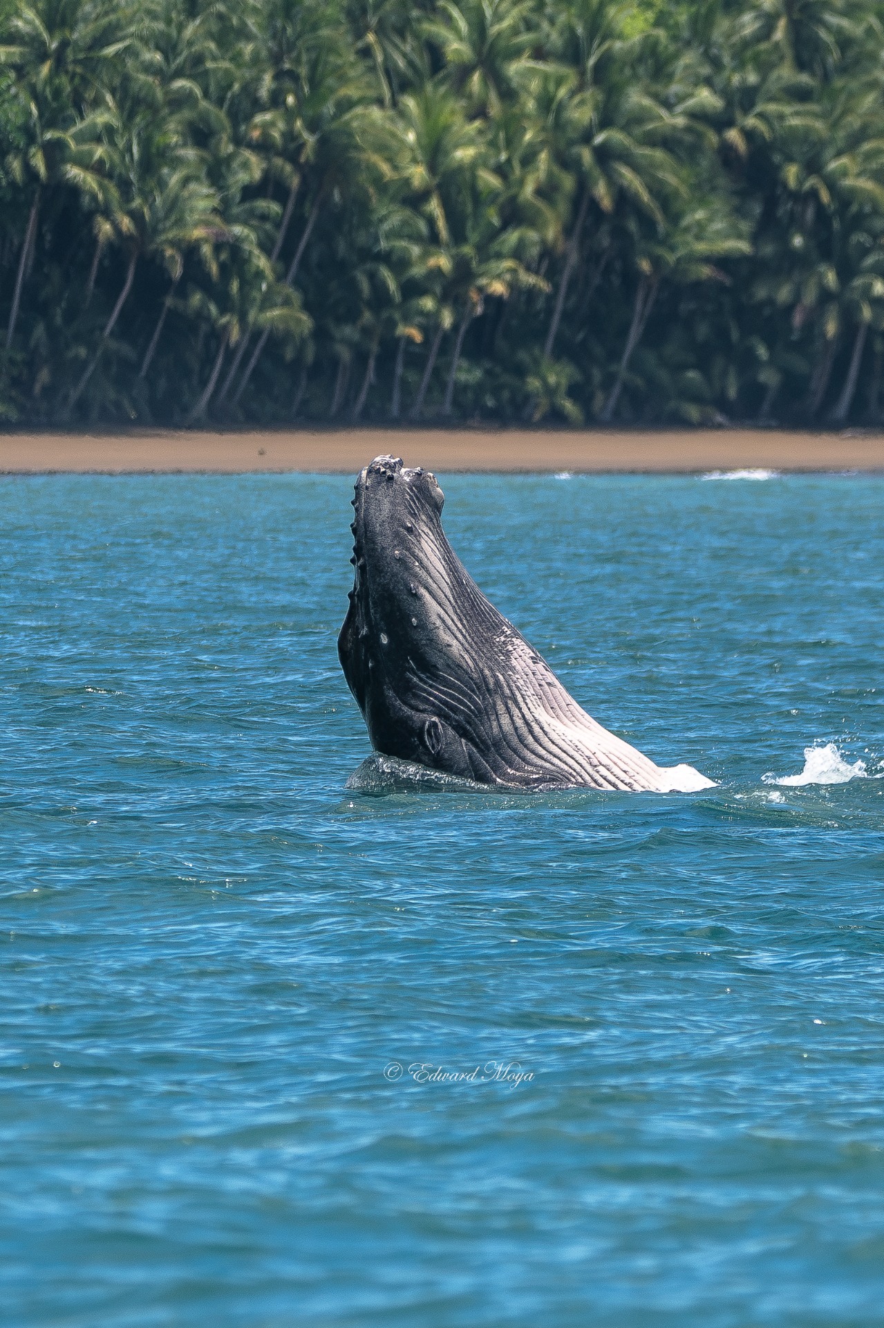 HUMPBACK WHALE
