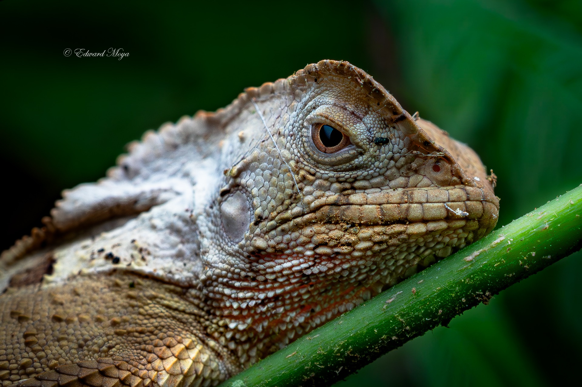 HELMETED LIZARD