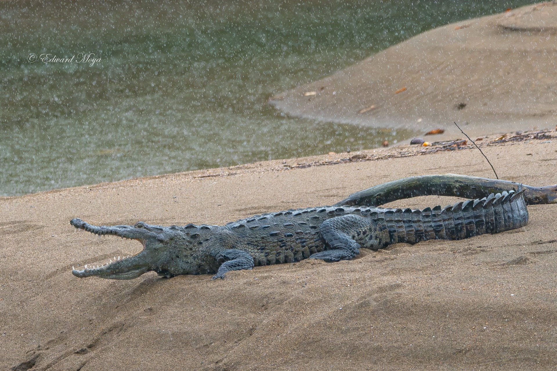 AMERICAN CROCODILE