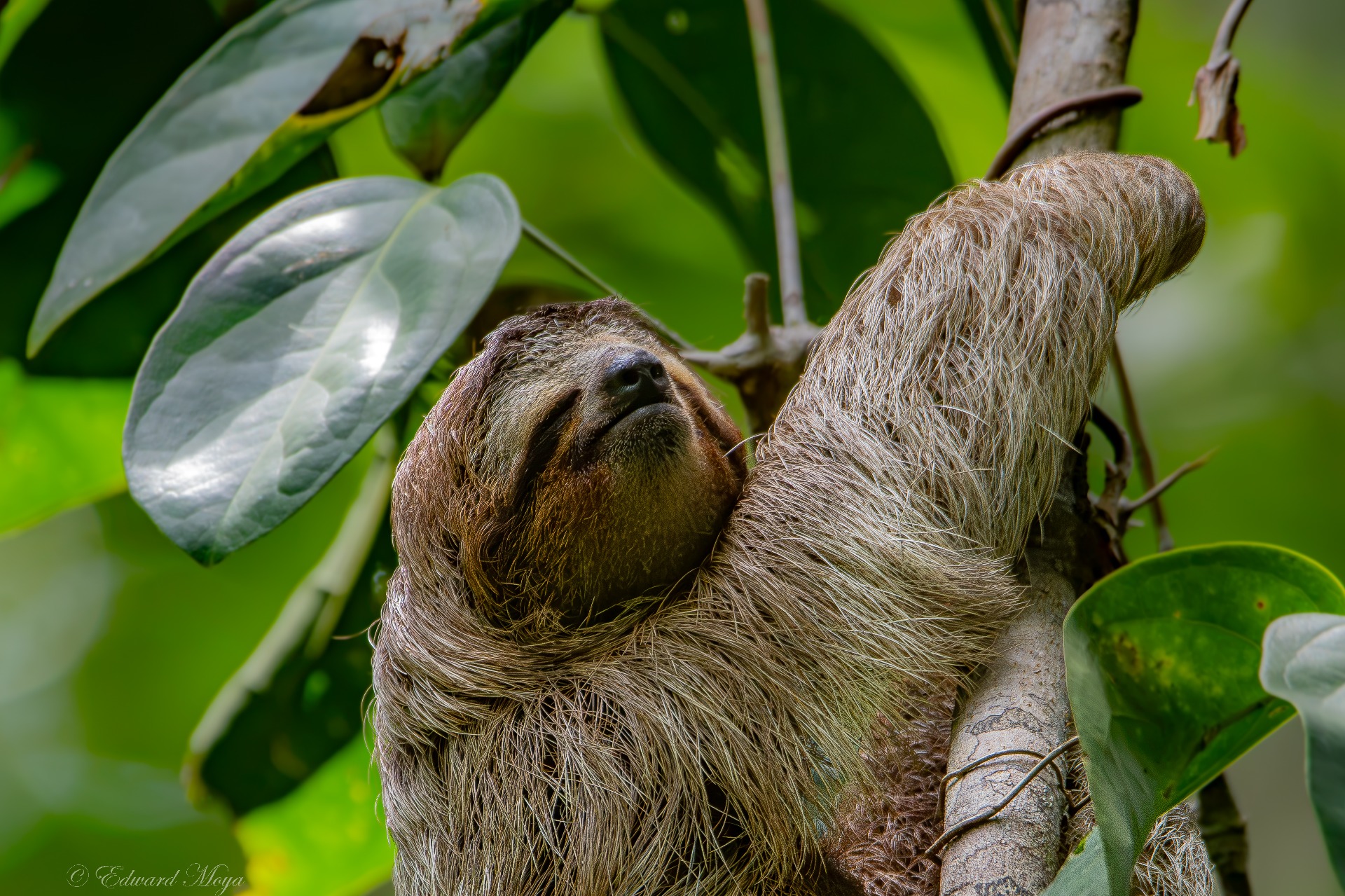 THREE-TOED SLOTH